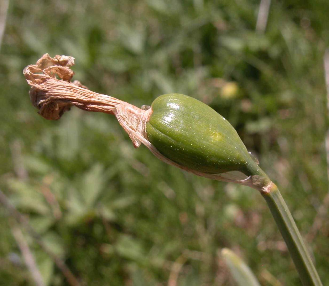 Daffodil fruit